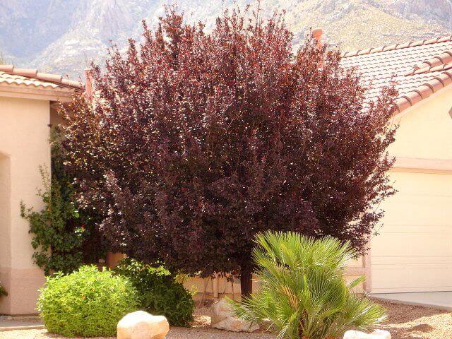 Prunus cerasifera
