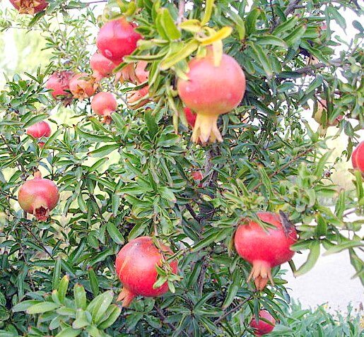 Punica granatum