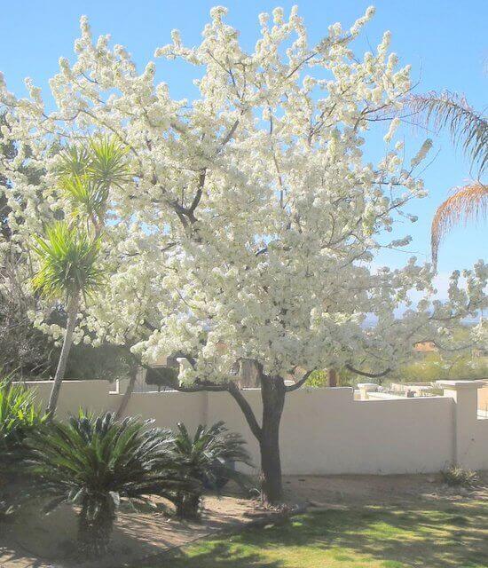 Pyrus kawakamii