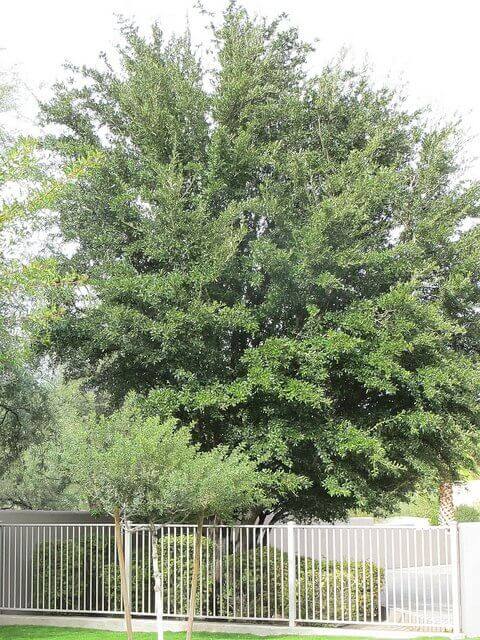Quercus virginiana