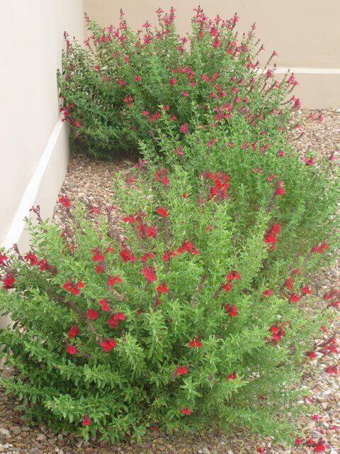 Salvia greggi