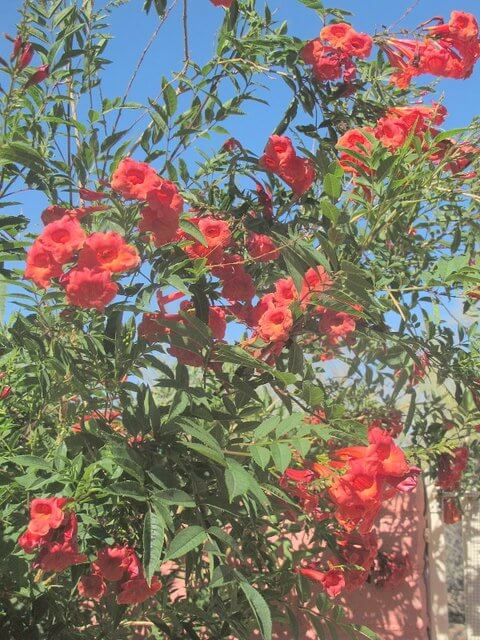 Tecoma orange