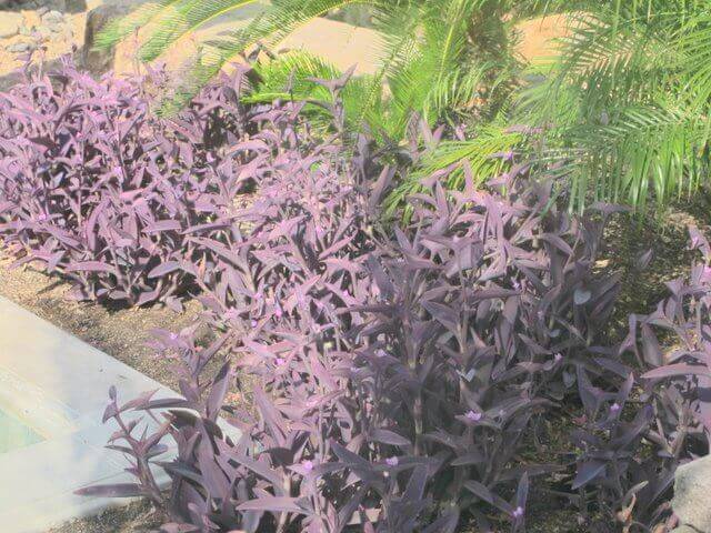 Tradescantia pallida