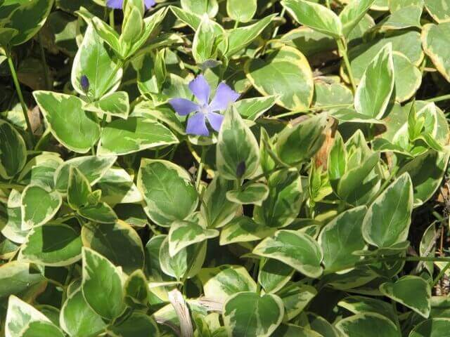 Vinca major