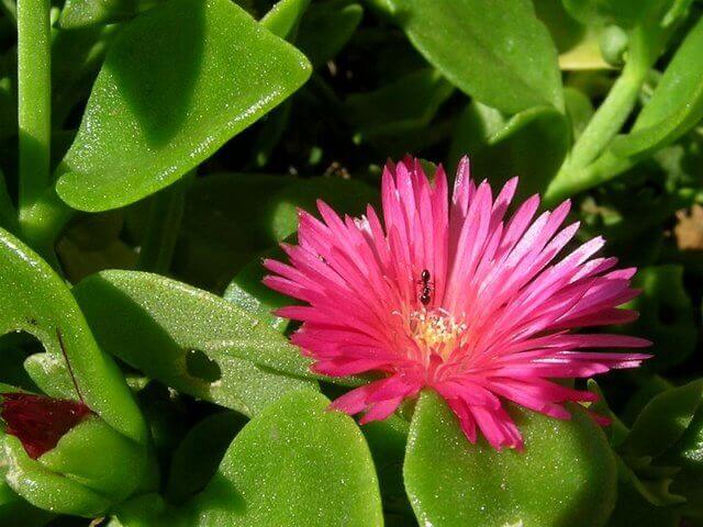 Aptenia cordifolia