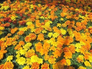 Annual flowers