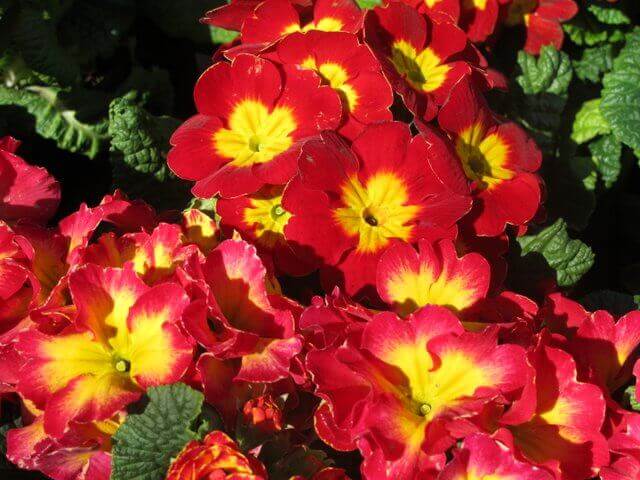 Gardening Tip of the Month: Use Annuals and Perennials to add Seasonal Color