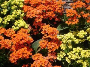 Perennials, Kalanchoe in bloom 1280x960