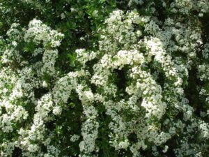 Pyracantha coccinea, Firethorn in bloom 1280x960