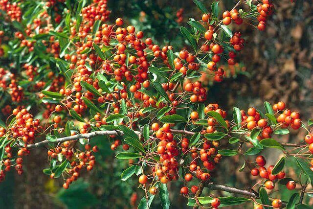 Plant of the Month: Firethorn Pyracantha (Pyracantha coccinea)