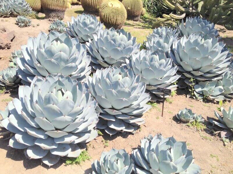 Check Out Our Plants of the Month For December!