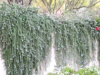 January’s Plants of the Month are Rosemary and Heavenly Bamboo!