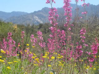 Wildflowers-5