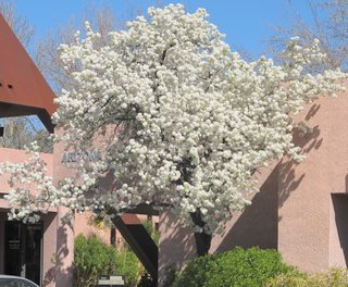 Our February Plant of the Month is the Evergreen Pear! (Pyrus kawakamii)