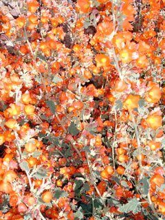 wildflowers