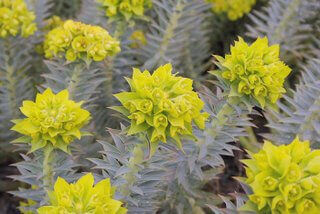 Euphorbia rigida, Gopher plant in bloom