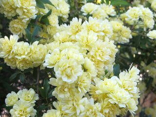 Rosa banksiae ‘Lutea’, Yellow Lady Bank’s Rose Vine