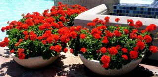 container gardens with exquisite red geraniums