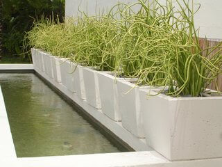 containers with Lady Slippers plant