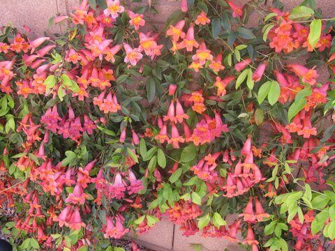Bignonia capreolata, Cross Vine-1