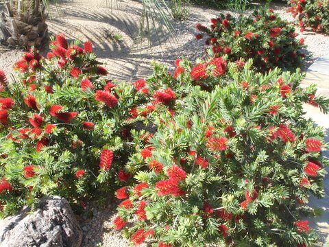 Callistemon citrinus ‘Little John’, Dwarf Bottlebrush-1