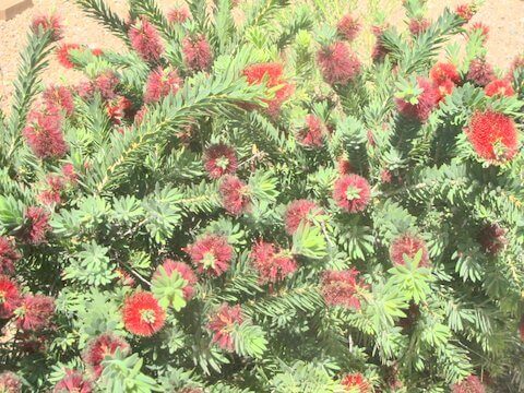 It’s Plant of the Month Time for April!