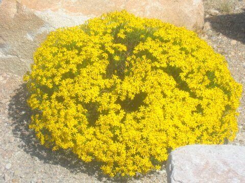 Chrysactinia mexicana, Damianita