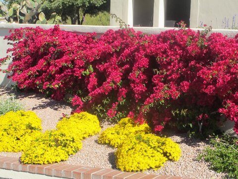 Bougainvillea and Chrysactinia mexicana, Daminianta Daisy