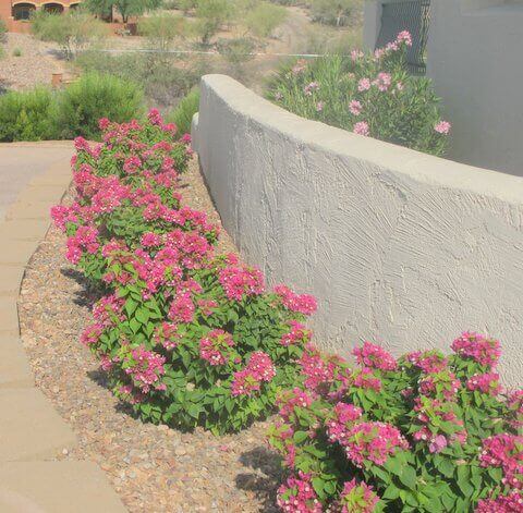 Bougainvillea ‘torch glow’