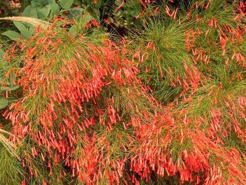 Russelia equisetiformis, Coral fountain plant 640x482