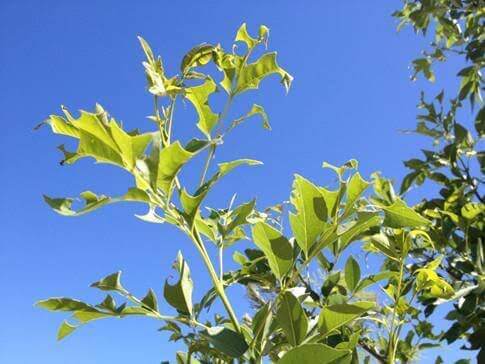 Has Your Yard Been Visited by the Leaf Cutter Bee?