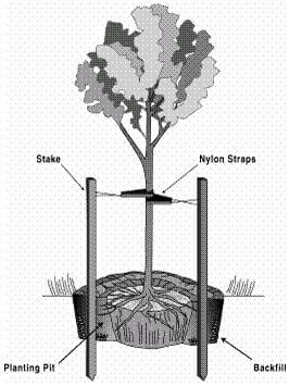Staking New Trees in the Landscape