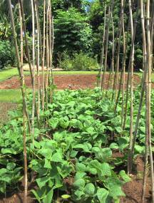Preparing and Planting a Vegetable Garden