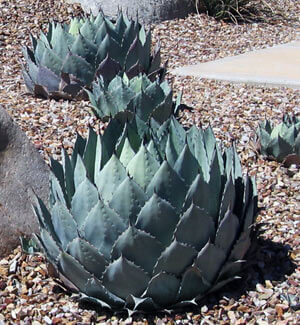 Artichoke Agave