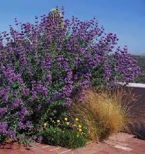 Chaparral Sage
