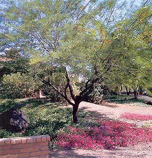 Chilean Mesquite Tree
