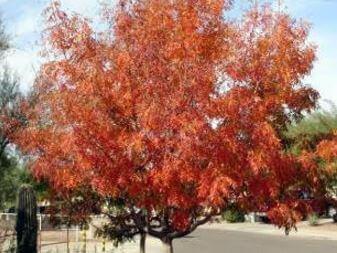 Chinese Pistache is the November Plant of the Month!