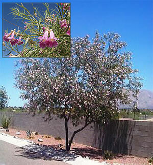 Desert Willow Tree