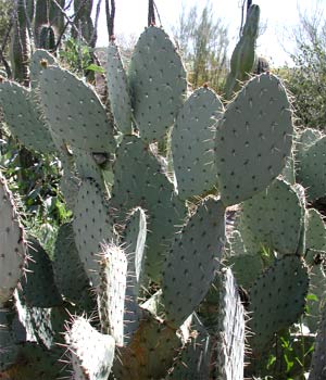 Englemann’s Prickly Pear