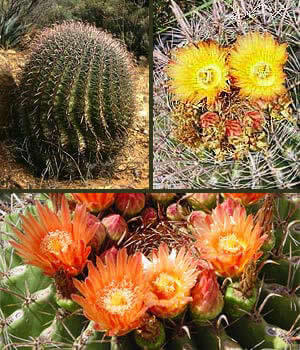 Fishhook Barrel Cactus