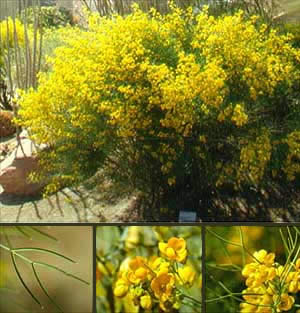 Green Feathery Cassia