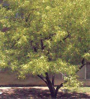 Guajillo Tree