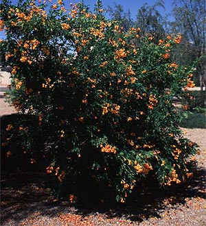 Orange Jubilee
