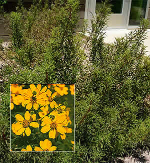Mount Lemmon Marigold