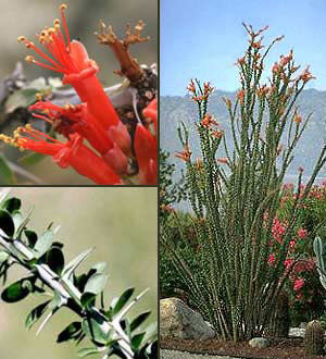 Ocotillo