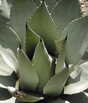 Parry’s Agave