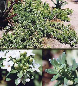 Prostrate Myoporum