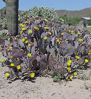 Purple Prickly Pear