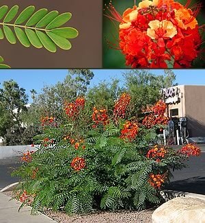 Red Bird of Paradise