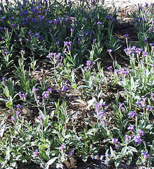 Sandpaper Verbena